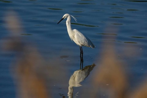 Little Egret (Egretta garzetta) Germany