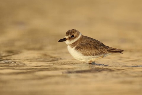 Wilson's Plover (Charadrius wilsonia), Florida, USA