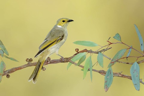 White-plumed Honeyeater (Ptilotula penicillata), Victoria, Australia