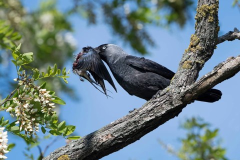 Western Jackdaw (Coloeus monedula) perched on a branch feeding on Barn Swallow (Hirundo rustica)