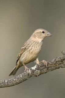 Spanish Sparrow (Passer hispaniolensis) female, Castile-La Mancha, Spain