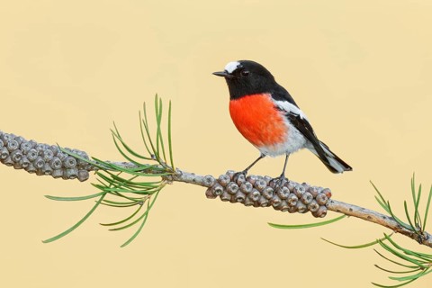 Scarlet Robin (Petroica boodang) male, Victoria, Australia