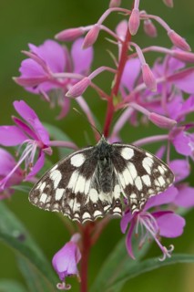 Marbled white (Melanargia galathea) butterfly adult resting on a Rosebay willowherb flower,