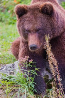 A young male Eurasian brown bear (Ursus arctos arctos) sits on a meadow behind some vegetation