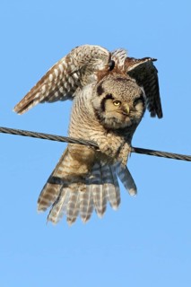 Northern Hawk-Owl (Surnia ulula), Varanger, Norway