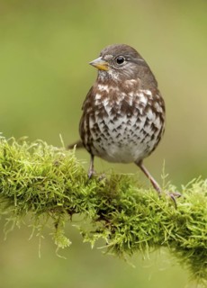 Sooty Fox Sparrow (Passerella unalaschcensis), British Columbia, Canada