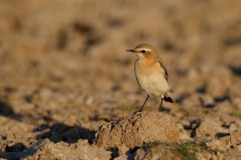 Isabelline Wheatear (Oenanthe isabellina), Greece