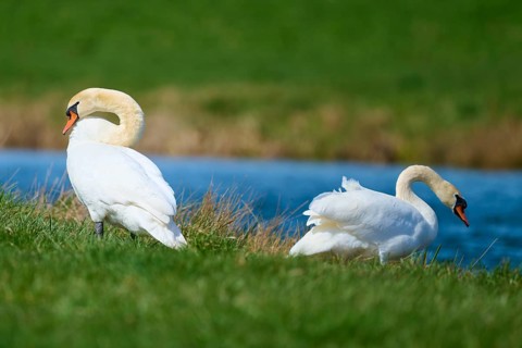 Two swans in an elegant pose at the edge of a lake, Mute Swan (Cygnus olor), spring, bird island,