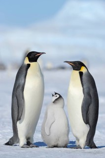 Emperor penguins, Aptenodytes forsteri, pair with chicks, Snow Hill Island, Antarctic Peninsula,