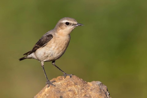 Northern Wheatear (Oenanthe oenanthe) perched on a stone, Poland