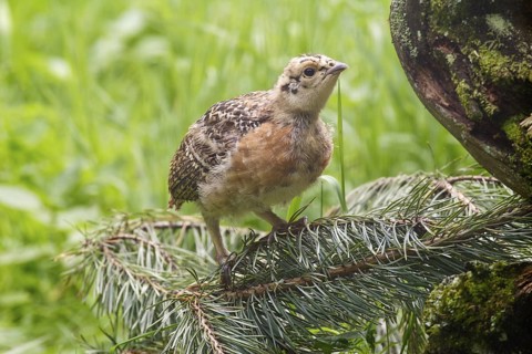 Western Capercaillie (Tetrao urogallus) juvenile, Bavaria, Germany
