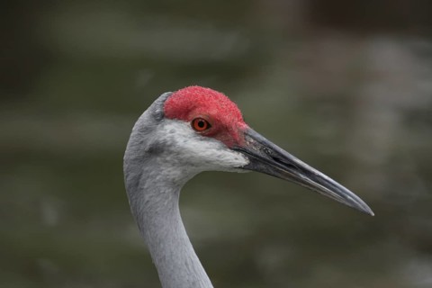 Head of the Canada crane (Grus canadensis) in Homosassa, Florida, USA, captive