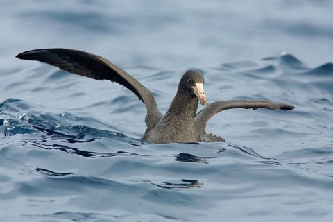 Northern Giant Petrel (Macronectes halli), Victoria, Australia