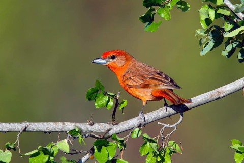 Hepatic Tanager Piranga hepatica Santa Rita Mountains, Santa Cruz County, Arizona, United States 14