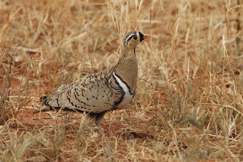 Black-faced Sandgrouse (Pterocles decoratus) male, Samburu, Kenya