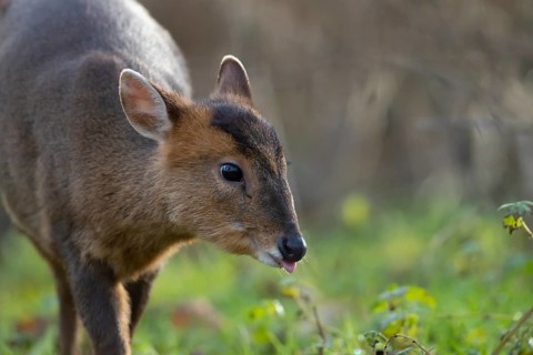 Muntjac deer (Muntiacus reevesi) adult animal sticking its tongue out in a woodland, Suffolk,