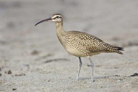 Whimbrel (Numenius phaeopus), Washington, USA