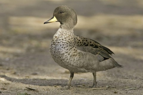 Yellow-billed Teal (Anas flavirostris), Arizona, USA