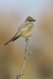 Say's Phoebe (Sayornis saya), New Mexico, USA