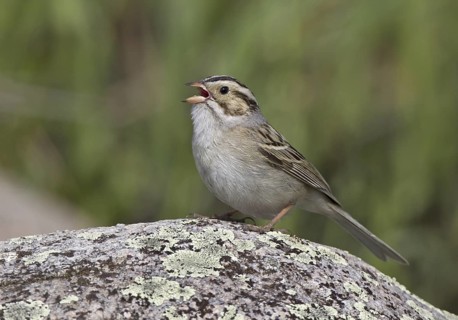 Clay-colored Sparrow (Spizella pallida) singing, North Dakota, USA