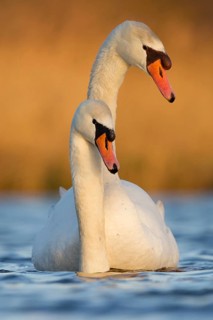 Mute Swan (Cygnus olor) pair courting, Utrecht, Netherlands