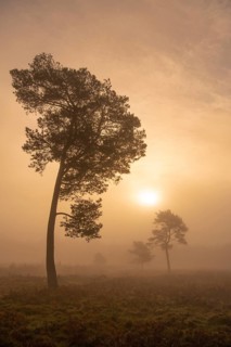 Pine (Pinaceae) in the moor with fog, nature reserve, Vernner Moor, Neuenkirchen-Vörden, Lower