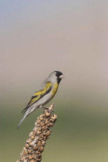 Lawrence's Goldfinch (Spinus lawrencei) male, California, USA