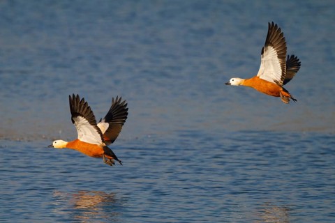 Ruddy Shelduck (Tadorna ferruginea) flying, North Rhine-Westphalia, Germany