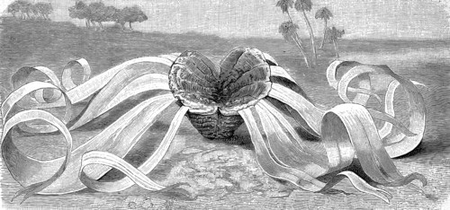 Botany, plant, Welwitschia, Welwitschia mirabilis, illustration, reproduction from a model from the