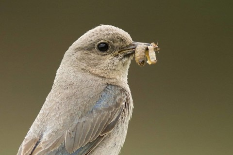 Adult female Mountain Bluebird (Sialia currucoides) bringing food to nestlings