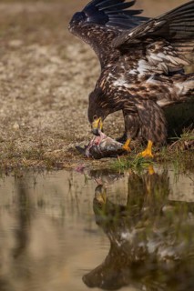 One white-tailed eagle (Haliaeetus albicilla) sitting lakeshore in early light, feeding on a common