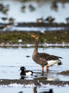 Greylag Goose, Anser anser, bird on winter marshes