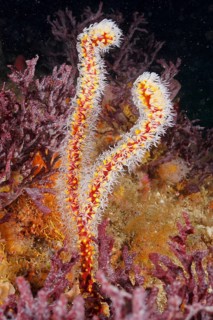 Warty gorgonian (Homophyton verrucosum)
