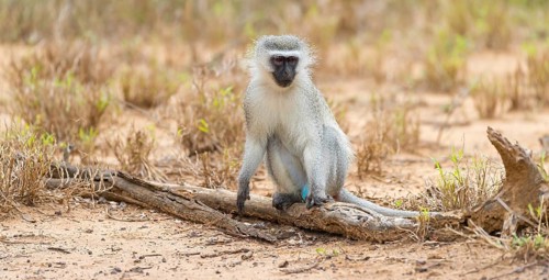 Vervet Monkey, (Chloroebus pygerythrus), vervet monkey, monkey, monkeys, primate, primates, family