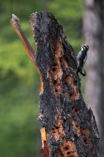 Eurasian Three-toed Woodpecker (Picoides tridactylus) male perched on tree, Lake Khuvsgul, Mongolia