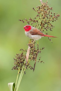 Crimson Finch (Neochmia phaeton) perched on a branch in Papua New Guinea