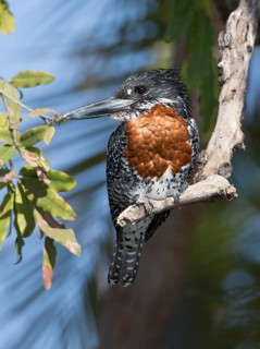 Giant Kingfisher (Megaceryle maxima), Chobe, Botswana
