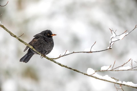 A blackbird cock (Turdus merula) with fluffed up up plumage resting on a beech branch, winter,
