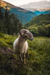 A beautiful goat with horns on the climb to Monte Adarra in Urnieta, near San Sebastian. Gipuzkoa,
