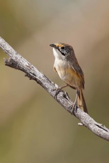 Striated Grasswren (Amytornis striatus) perched on a branch, Queensland, Australia