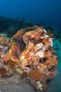 Fluted giant clam (Tridacna squamosa)