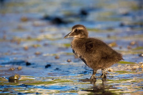 Common Eider (Somateria mollissima) chick, Seahouses, United Kingdom