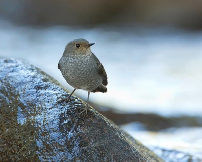 Plumbeous Water Redstart (Phoenicurus fuliginosus) female, Fang, Chiang Mai, Thailand