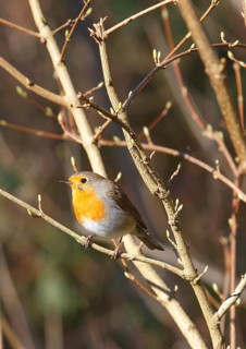 Robin (Erithacus rubecula) sitting on a branch, North Rhine-Westphalia, Germany