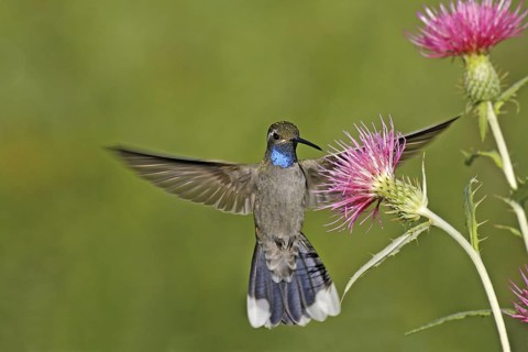 Blue-throated Hummingbird Lampornis clemenciae Chiricahua Mountains, Cochise County, Arizona,