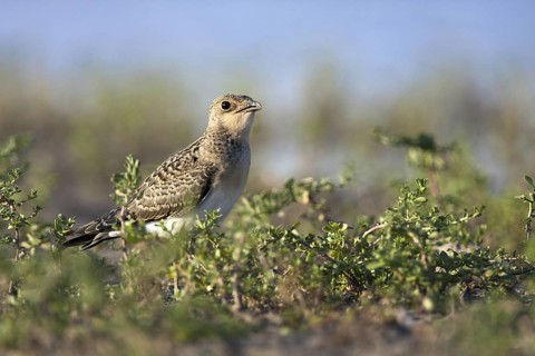 Collared Pratincole (Glareola pratincola) juvenile, Andalusia, Spain