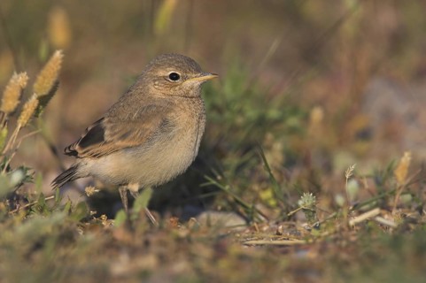 Isabelline Wheatear (Oenanthe isabellina), Lesvos, Greece