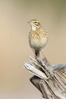 Australian Pipit (Anthus australis), Victoria, Australia