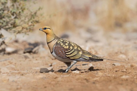 Pin-tailed Sandgrouse (Pterocles alchata) male, Negev, Israel