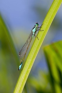 Blue-tailed damselfly, Ischnura elegans, suborder Zygoptera, superfamily Coenagrionoidea, family